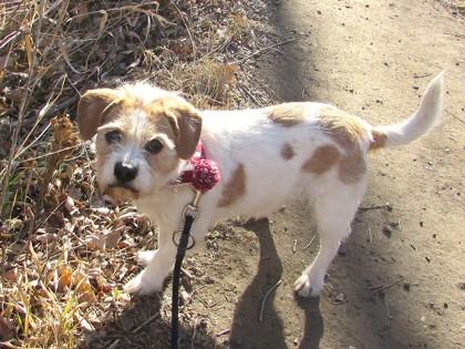 Willow, Adoptable, Senior Female Parson Russell Terrier & Cavalier King Charles Spaniel.