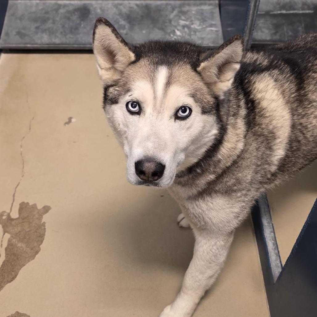 Storm, Adoptable, Adult Male Husky.
