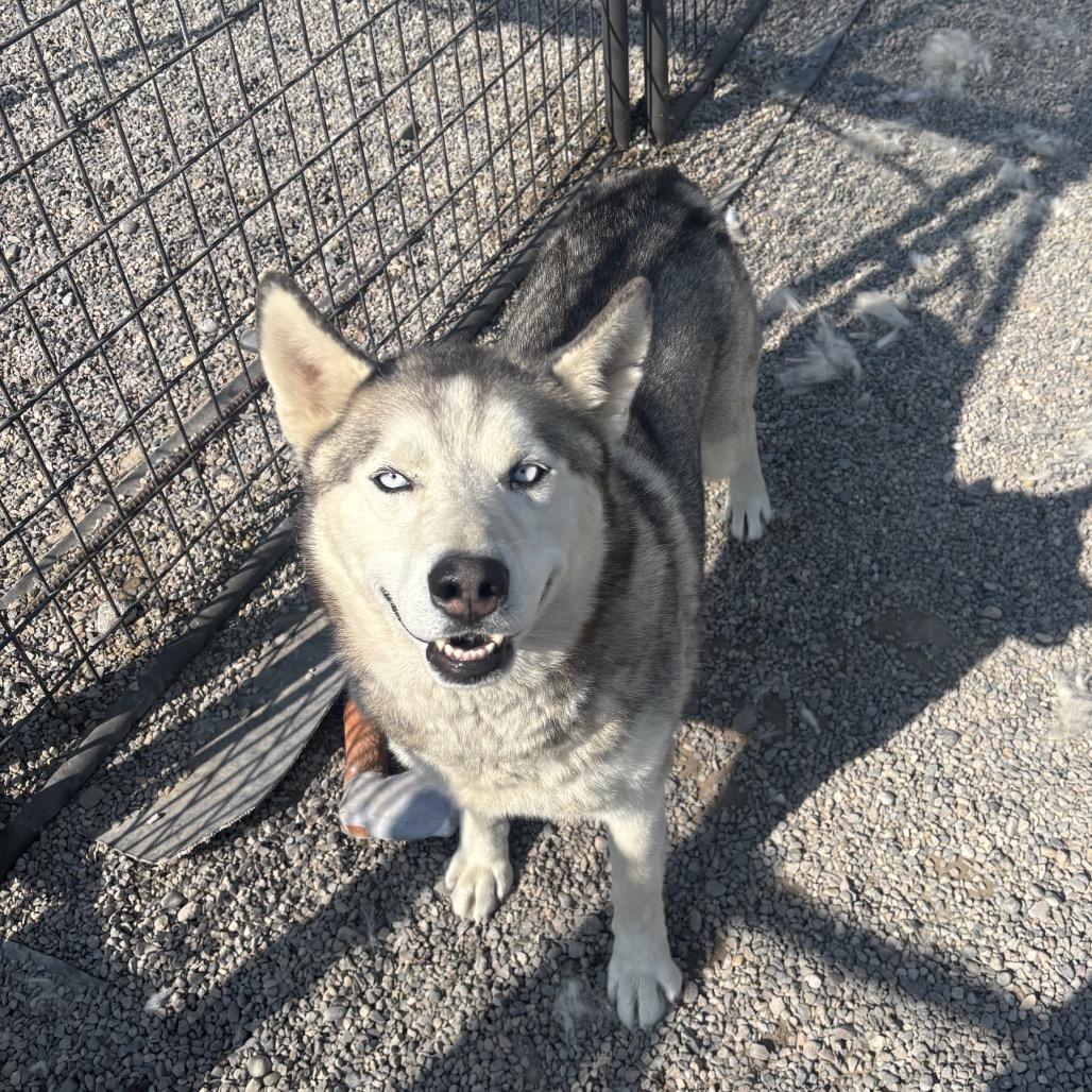 Storm, a Adoptable Husky in Rexburg, ID image 2/5