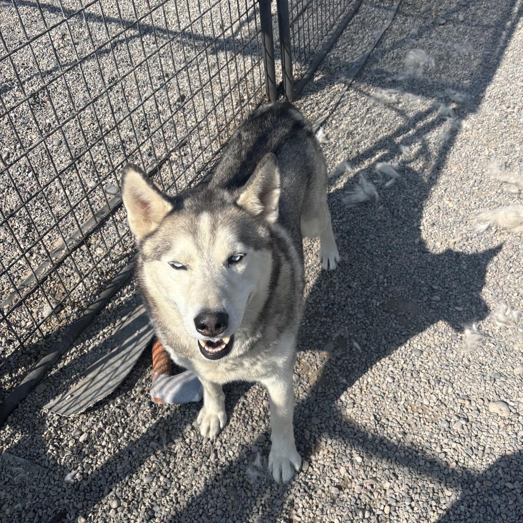 Storm, a Adoptable Husky in Rexburg, ID image 3/5