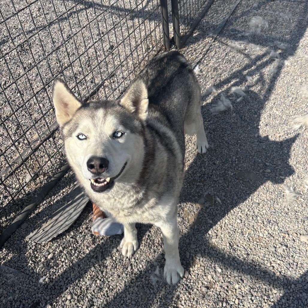 Storm, a Adoptable Husky in Rexburg, ID image 4/5