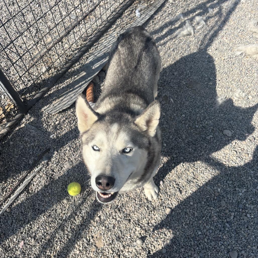 Storm, a Adoptable Husky in Rexburg, ID image 5/5