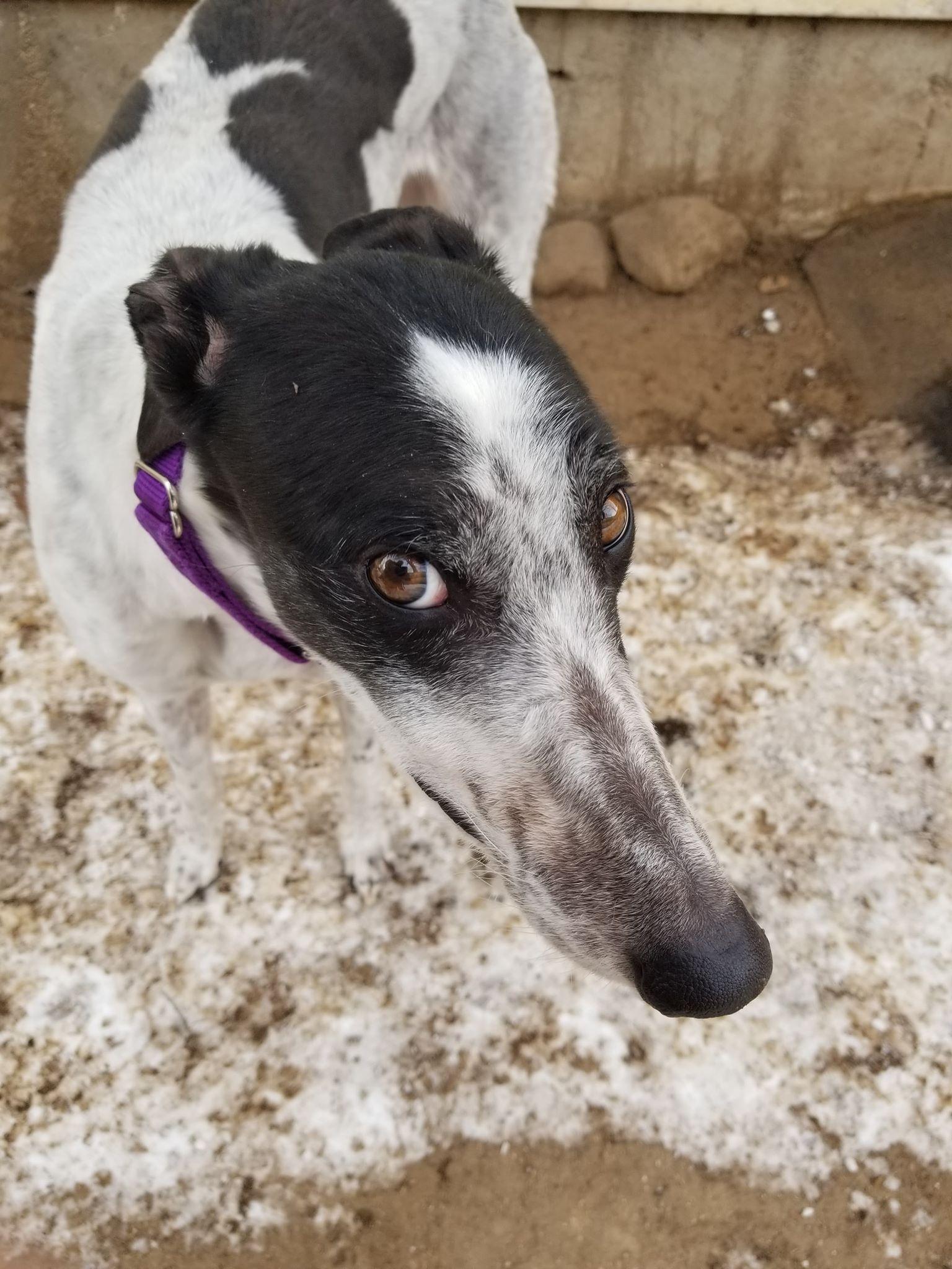 Amanda, Adoptable, Senior Female Greyhound.