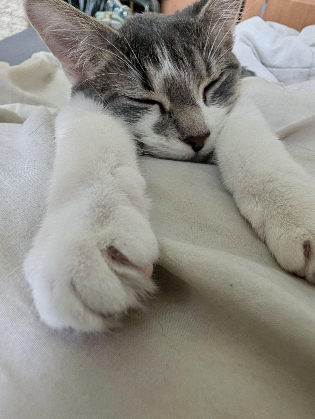 Candy, Adoptable, Kitten Female Domestic Short Hair.