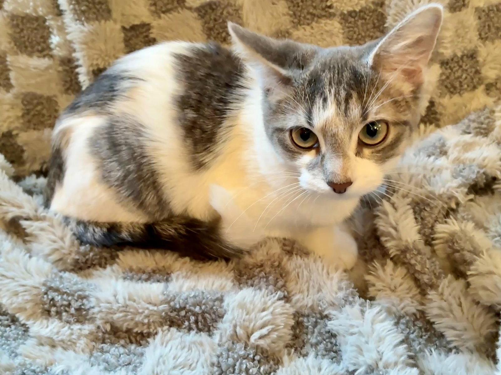 Enlarge Candy, a Adoptable Domestic Short Hair in Forest Lake, MN image 2/3
