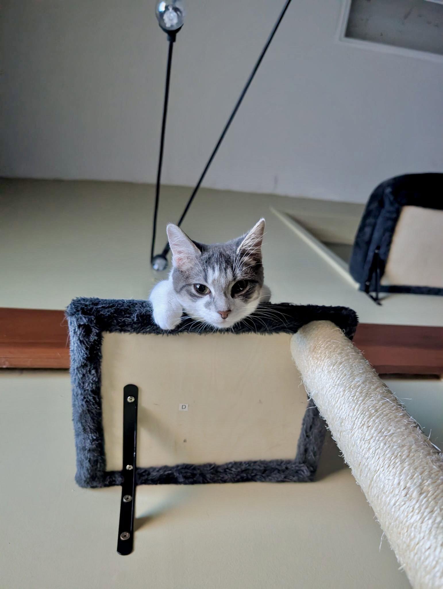 Enlarge Candy, a Adoptable Domestic Short Hair in Forest Lake, MN image 3/3