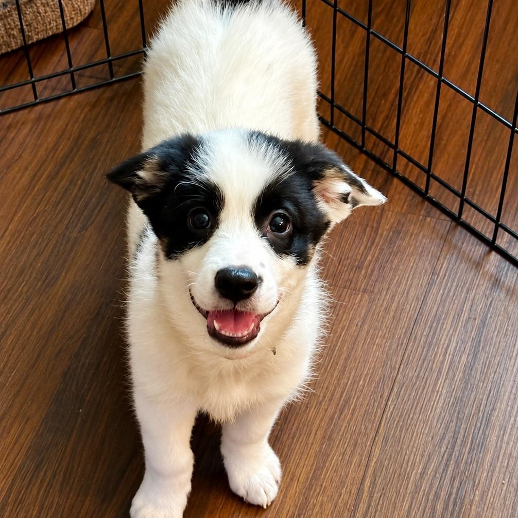 Enlarge Bucca, a Adoptable mixed breed in Chatham, NJ image 2/5