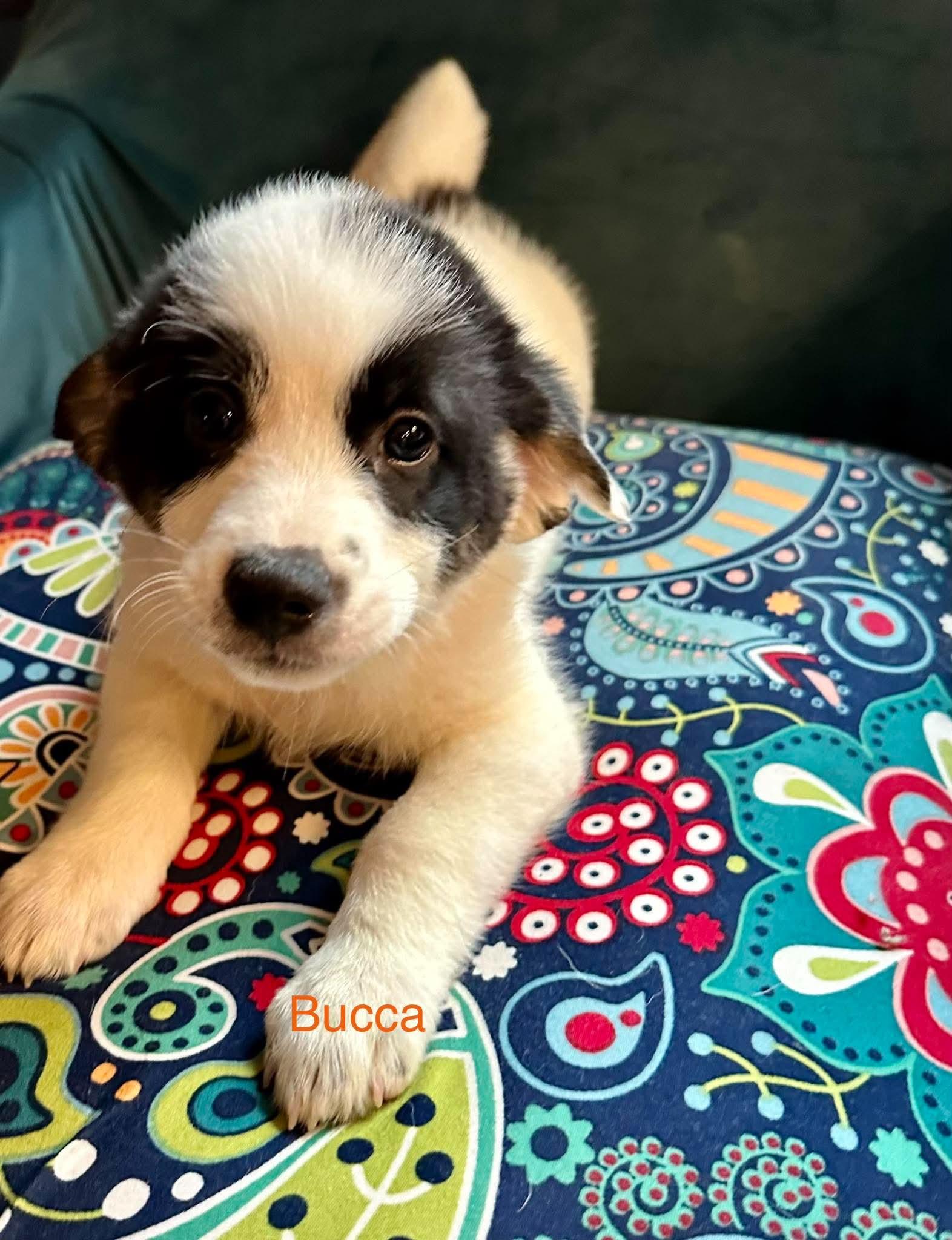 Enlarge Bucca, a Adoptable mixed breed in Chatham, NJ image 1/5