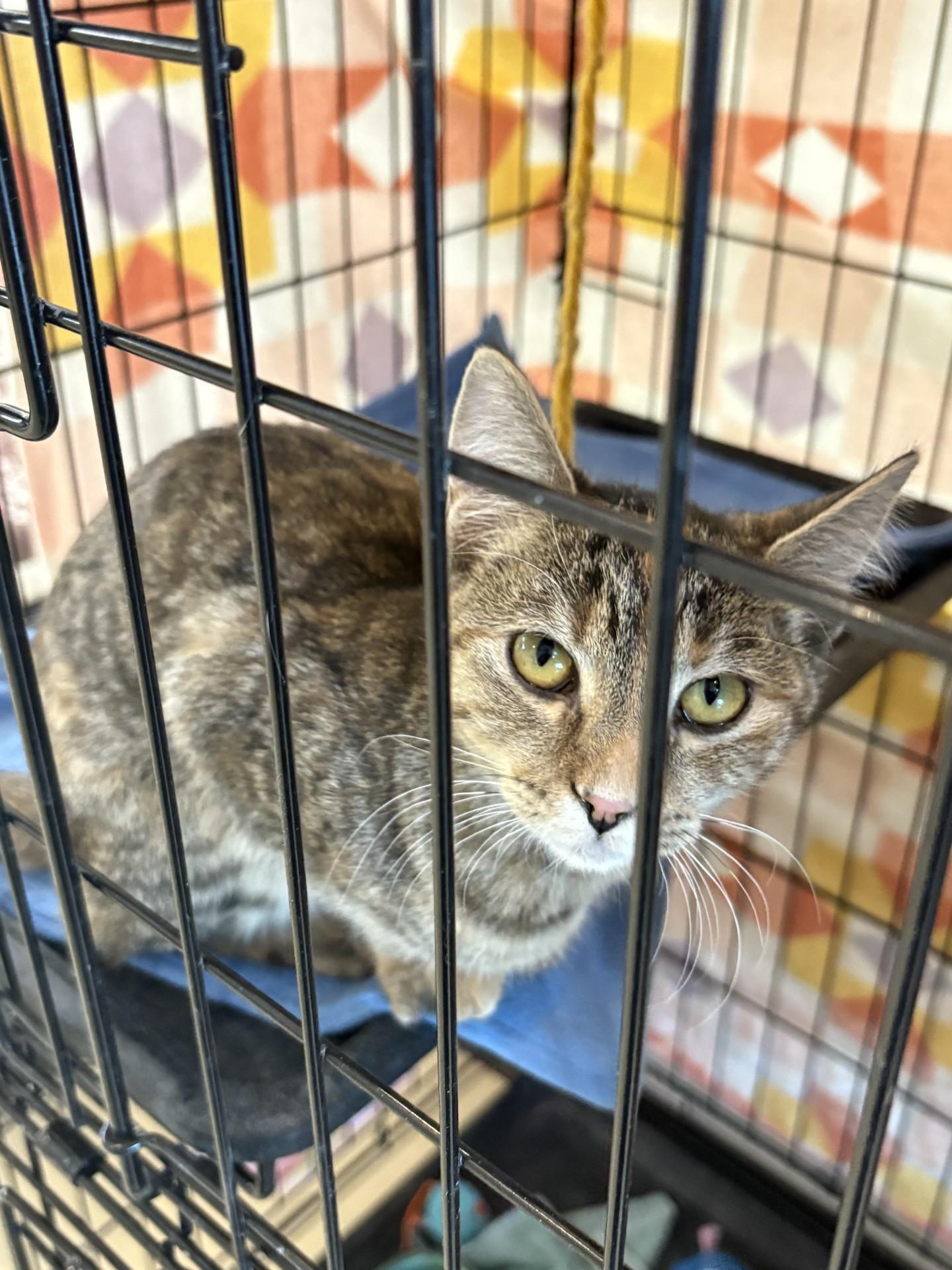 Enlarge Zoe, an adopted Domestic Short Hair in Black River Falls, WI image 1/1