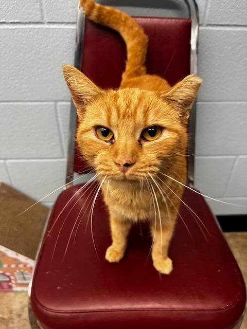 Hannibal, Adoptable, Young Male Domestic Short Hair.