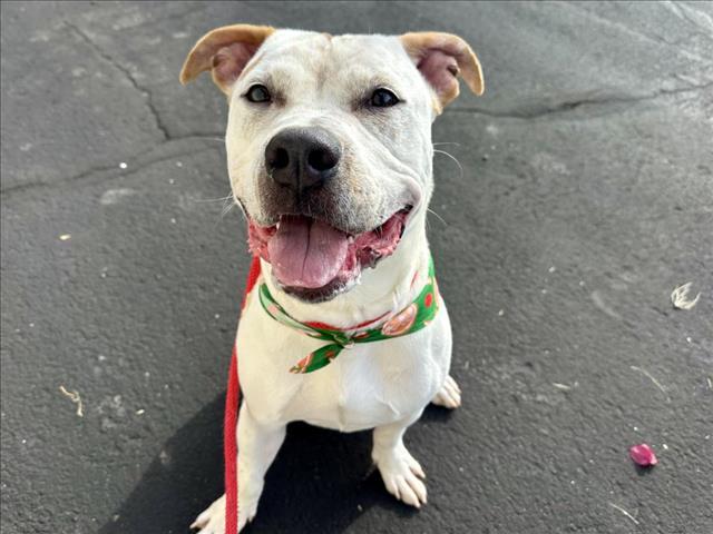 Enlarge MOE, a Adoptable mixed breed in Mesa, AZ image 1/1