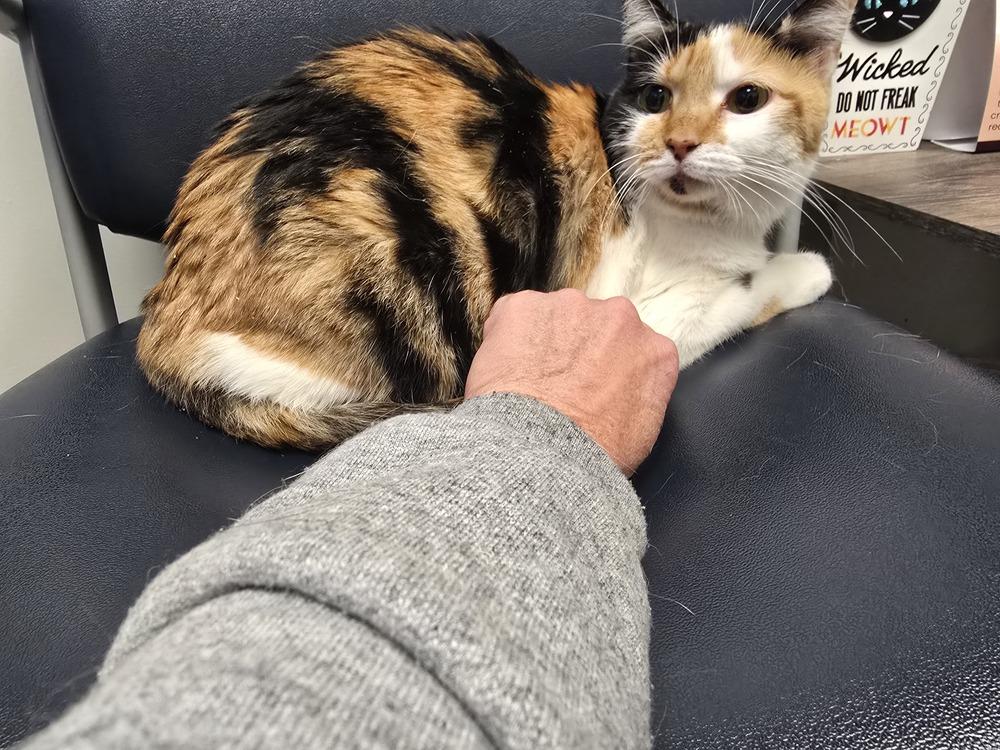 Kallie, Adoptable, Adult Female Domestic Short Hair.