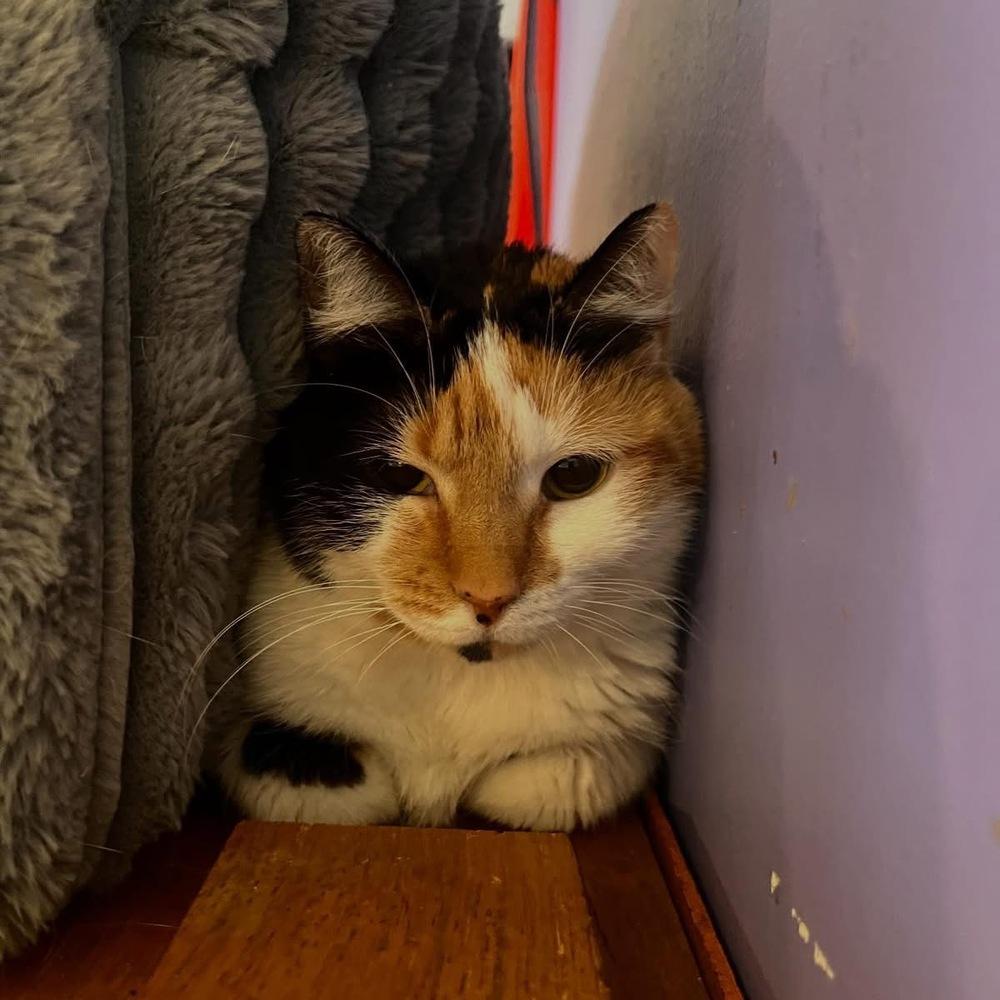 Kallie, Adoptable, Adult Female Domestic Short Hair.