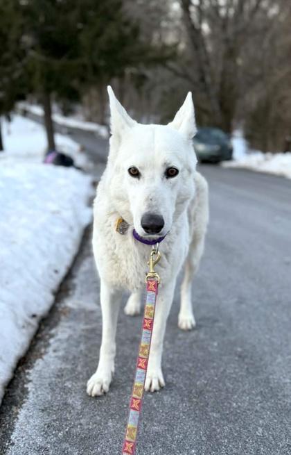 Kelly, Adoptable, Adult Female German Shepherd Dog & Siberian Husky.