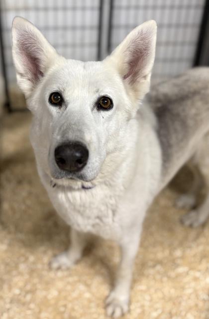 Enlarge Kelly, a Adoptable mixed breed in Malvern, PA image 1/3