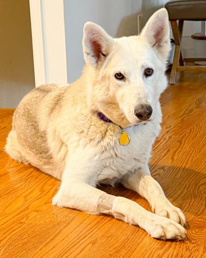Kelly, a Adoptable mixed breed in Malvern, PA image 2/3