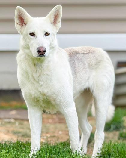Kelly, a Adoptable mixed breed in Malvern, PA image 3/3