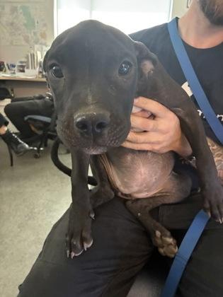 Enlarge Salsa, a Adoptable mixed breed in Fresno, CA image 1/1