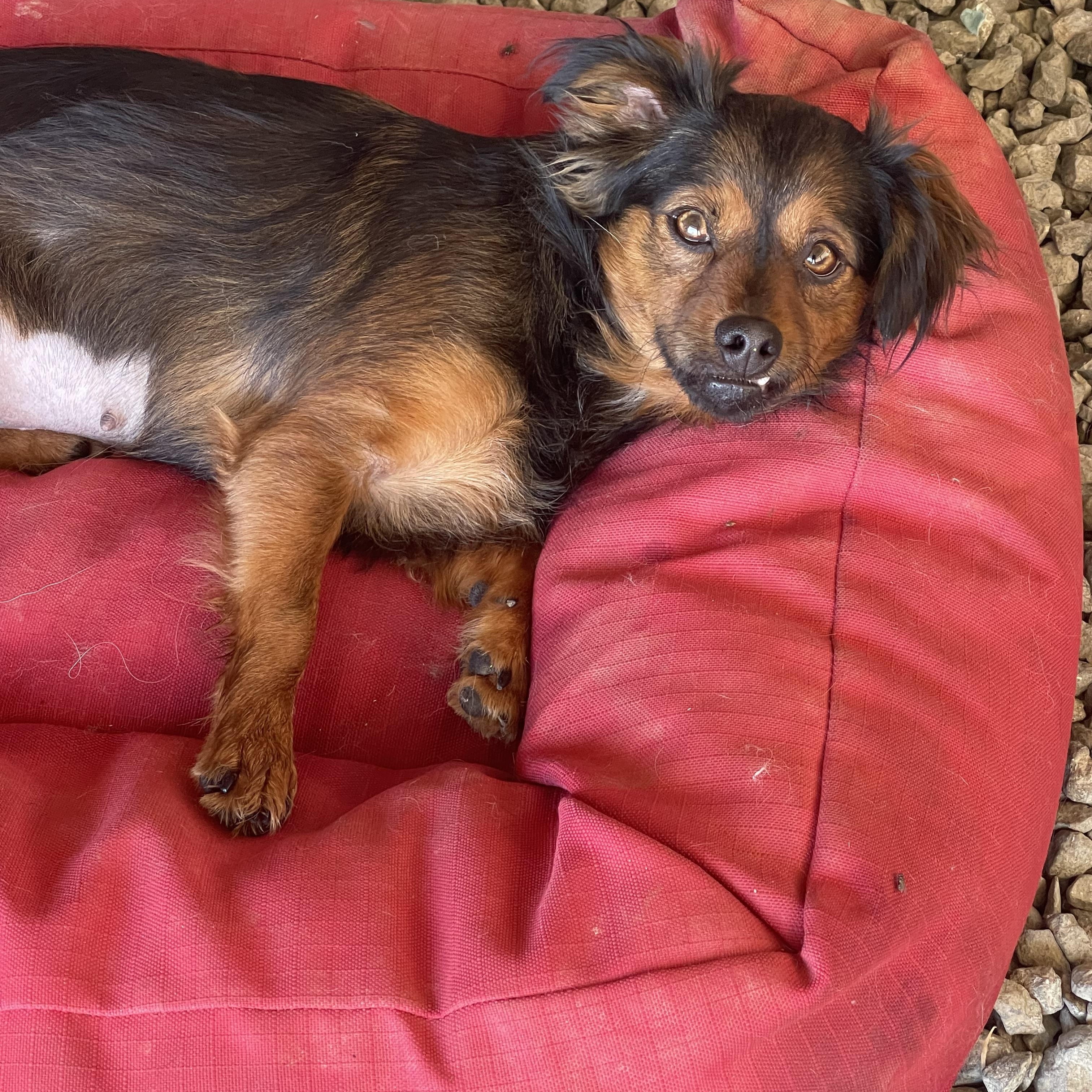 Teeter, Adoptable, Young Female Terrier.