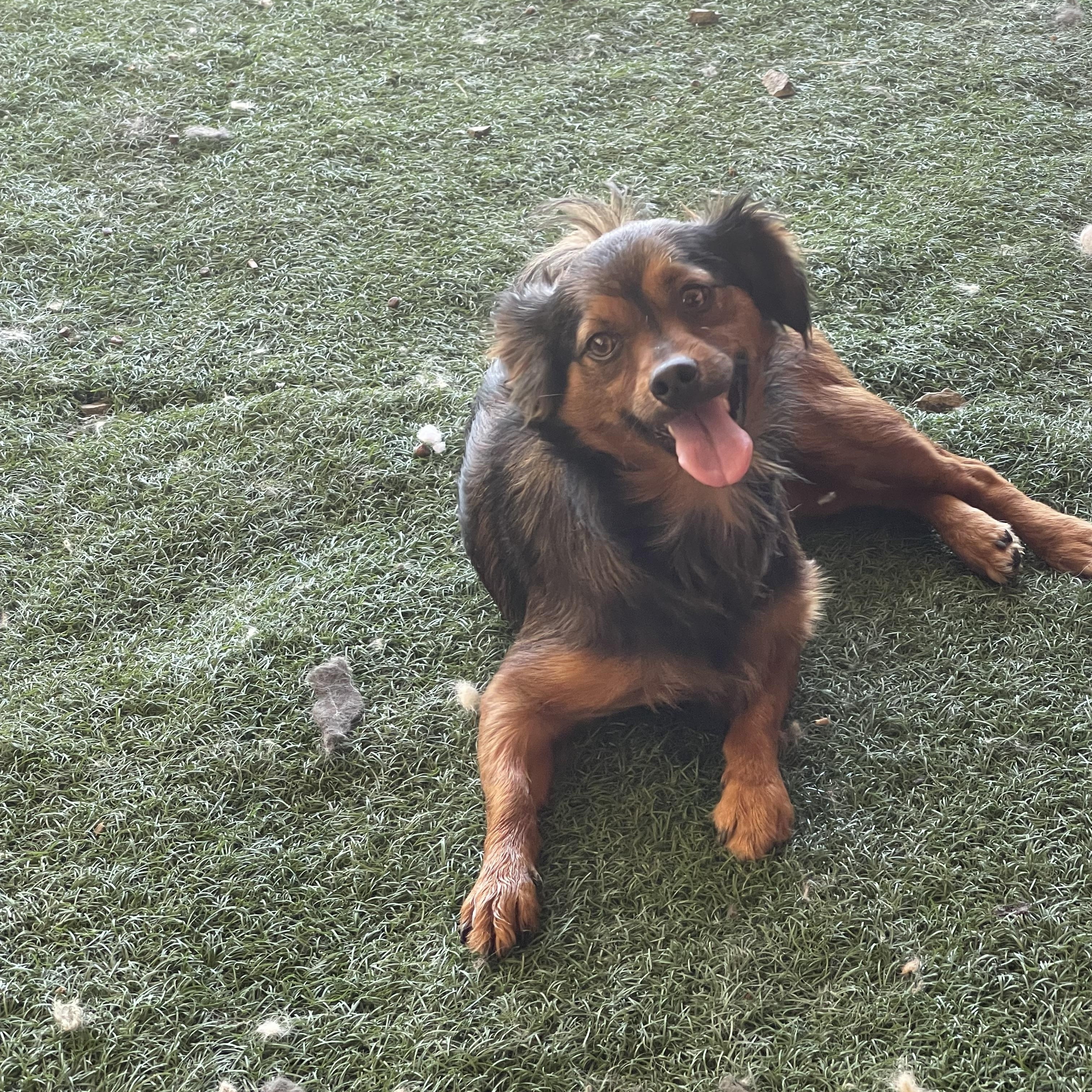 Enlarge Teeter, a Adoptable mixed breed in Vacaville, CA image 2/4