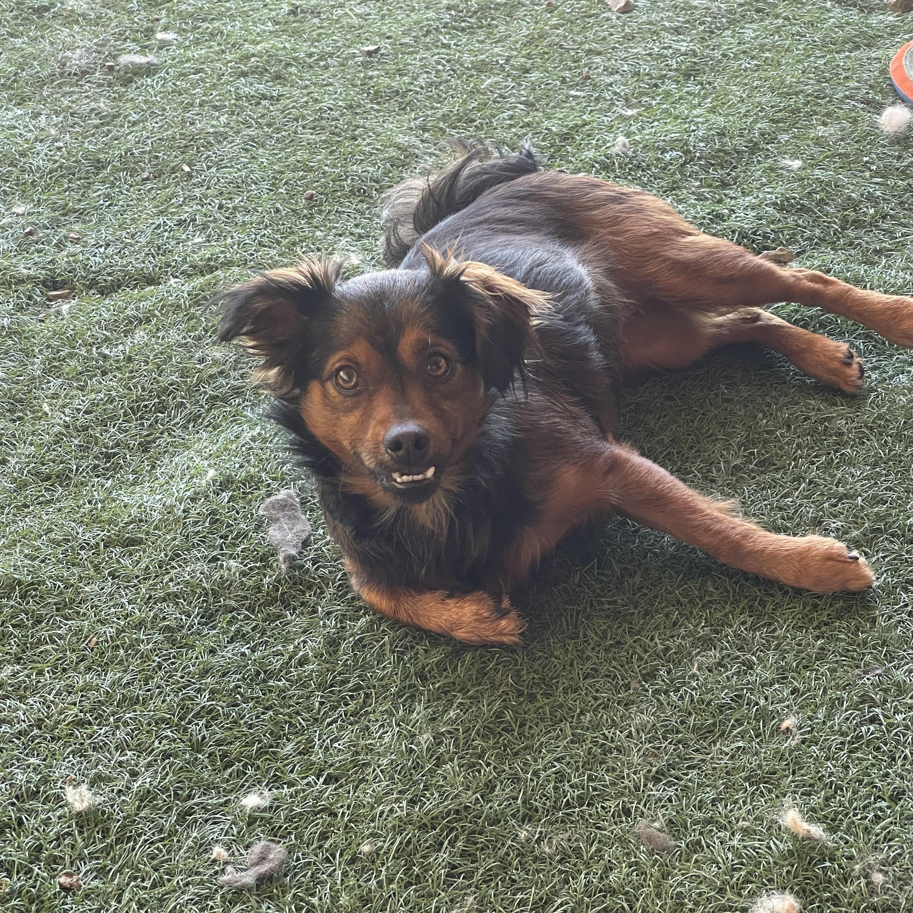 Enlarge Teeter, a Adoptable mixed breed in Vacaville, CA image 3/4