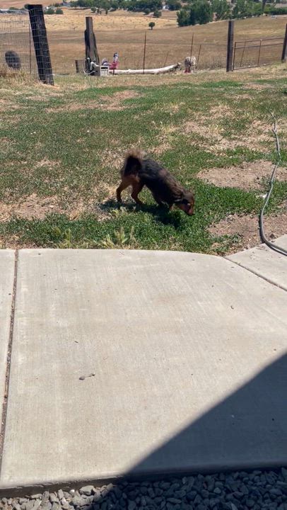 Enlarge Teeter, a Adoptable mixed breed in Vacaville, CA video 4/4