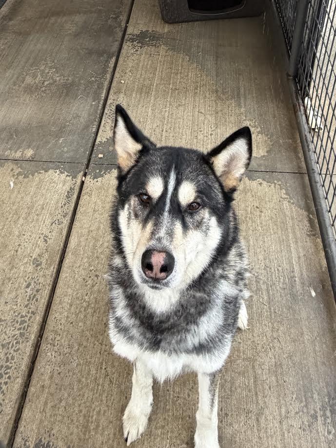Enlarge Yukon, a ADOPTABLE Siberian Husky in Oakdale, CA image 1/1
