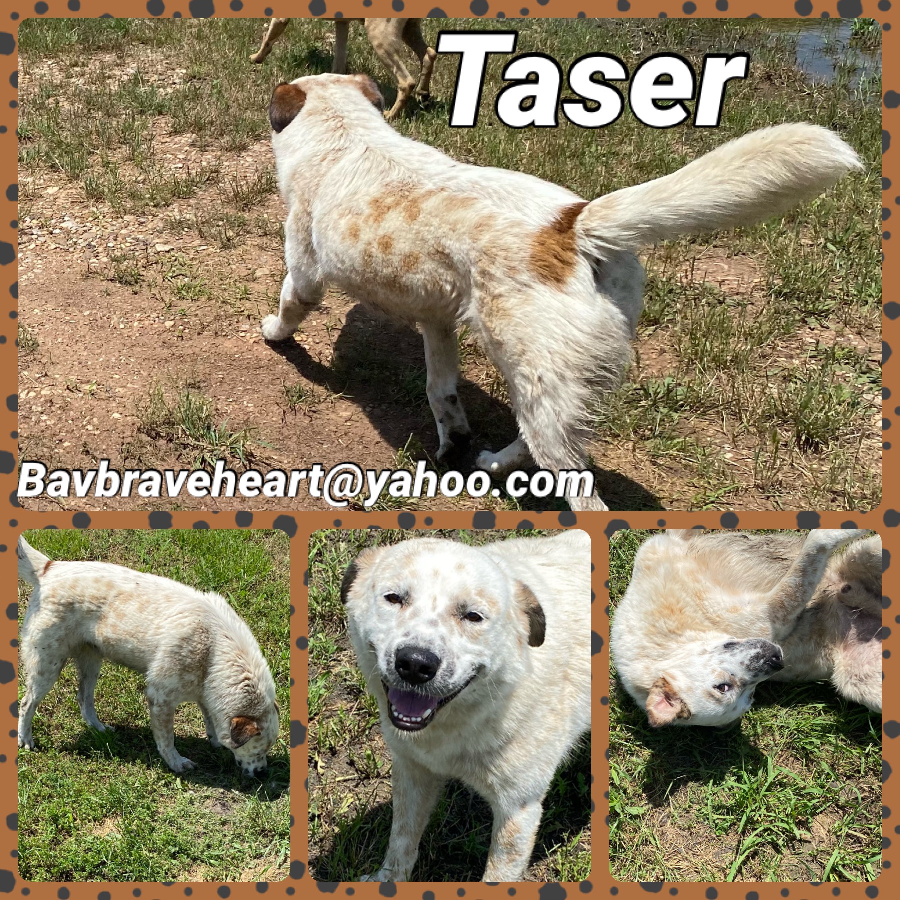 Taser photo 3