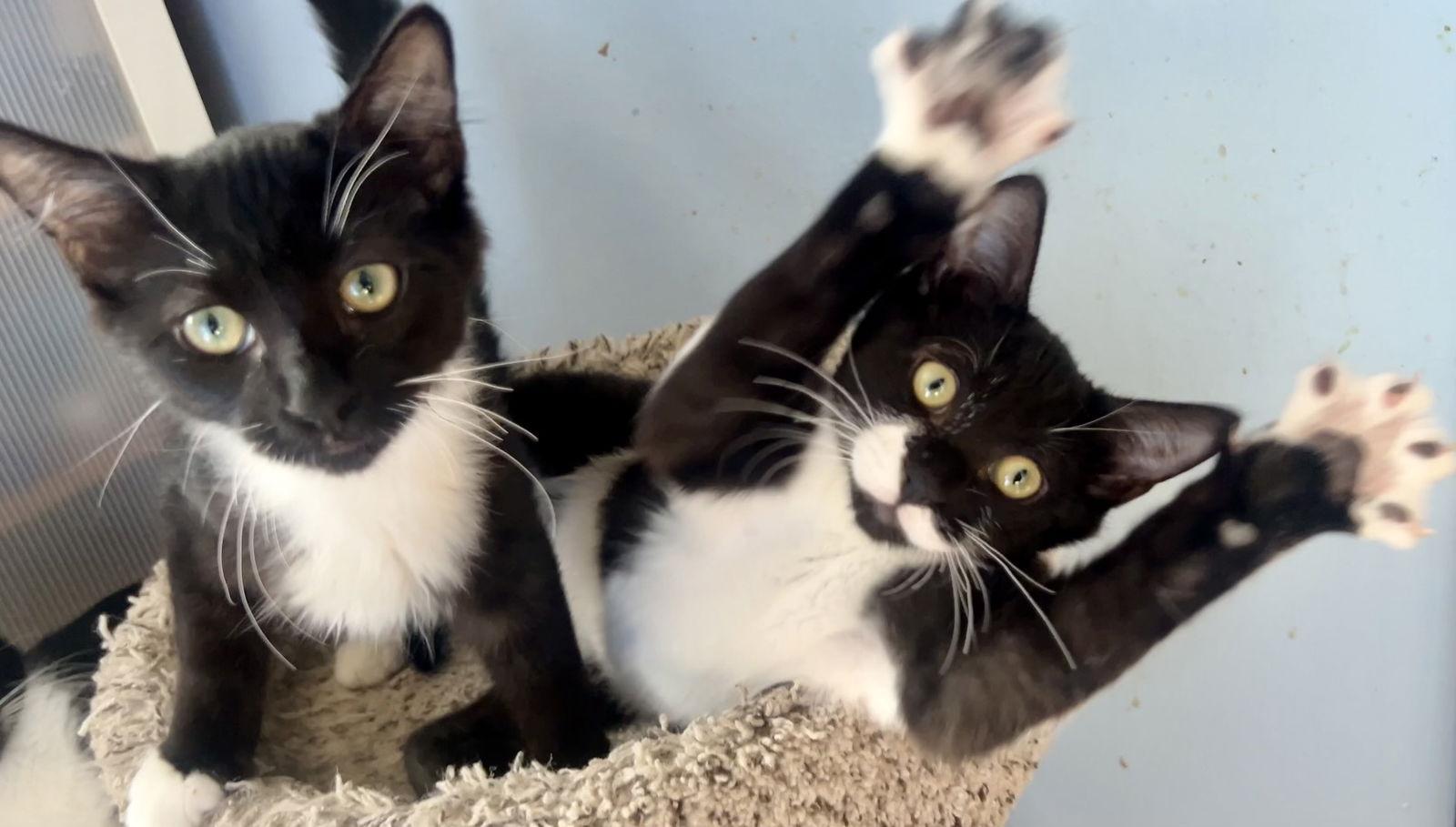 Enlarge Kevin and Minion, a Adopted Domestic Medium Hair in West Hills, CA image 1/3