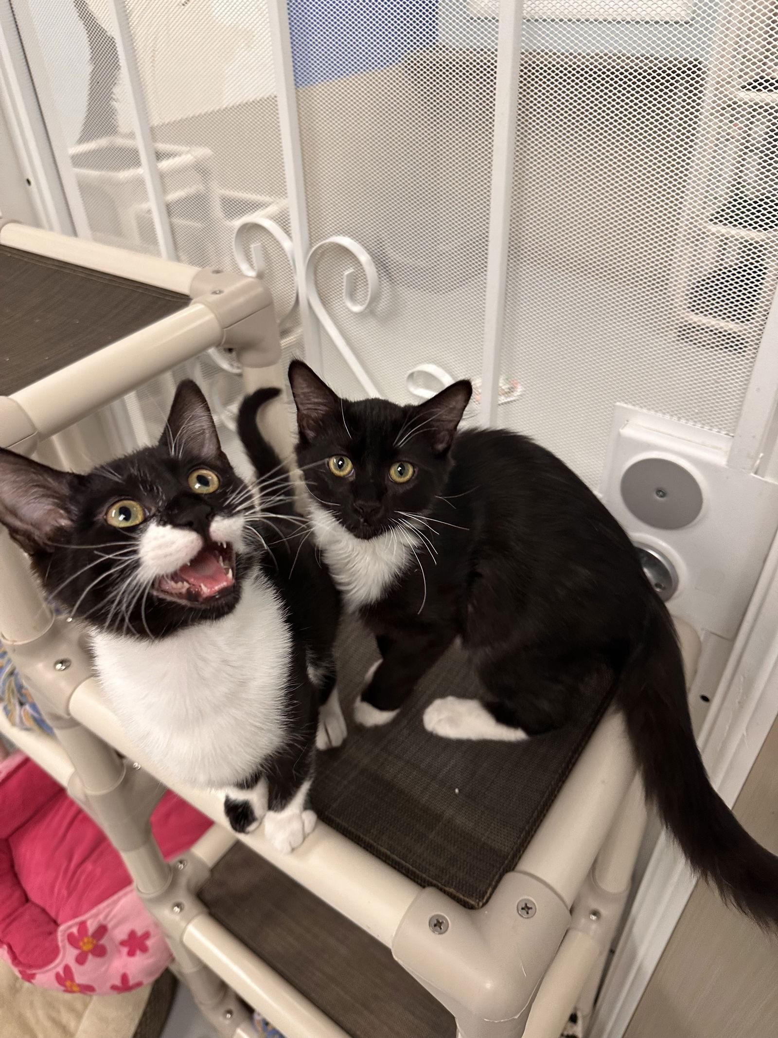 Enlarge Kevin and Minion, a Adopted Domestic Medium Hair in West Hills, CA image 2/3