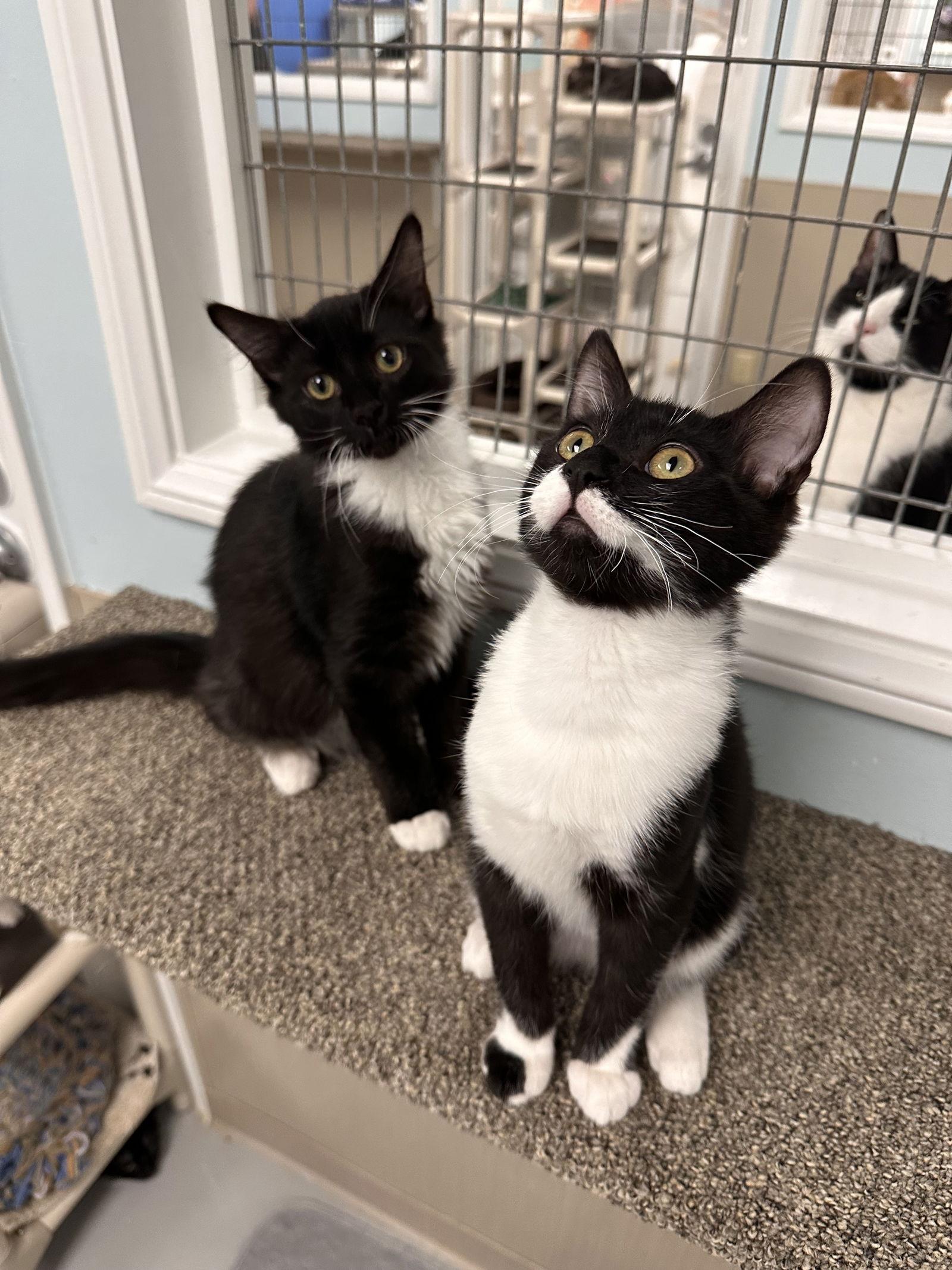 Enlarge Kevin and Minion, a Adopted Domestic Medium Hair in West Hills, CA image 3/3