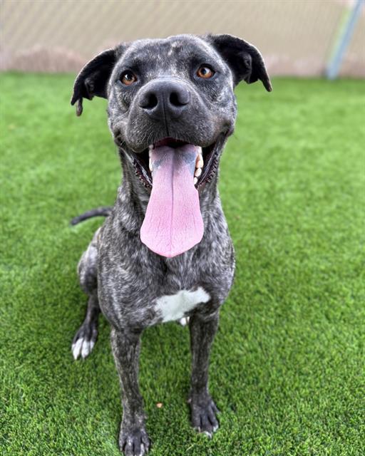 BOWIE, Adoptable, Young Male Cane Corso & Husky.
