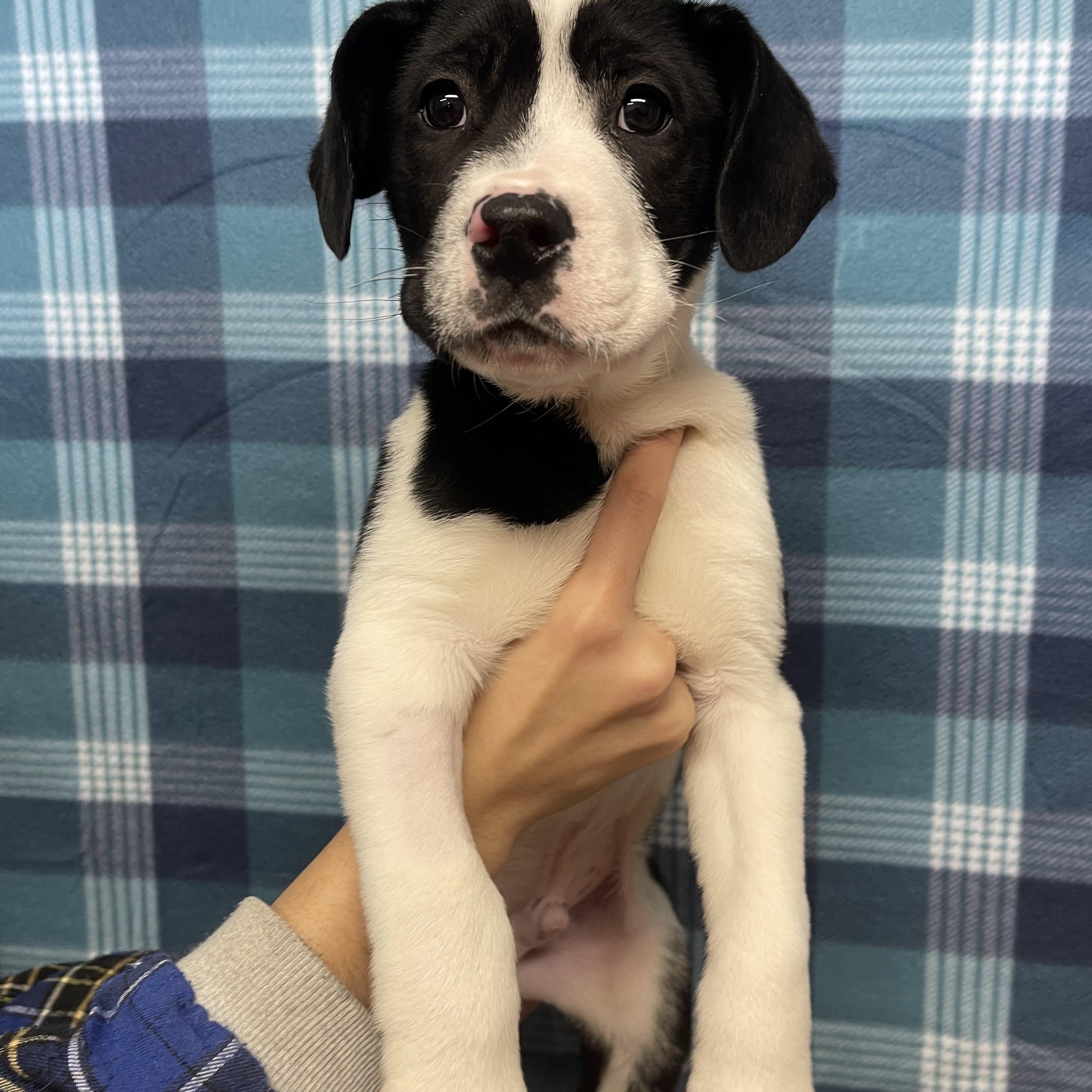 Enlarge Bonner, an adopted mixed breed in Rock Hill, NY image 1/1