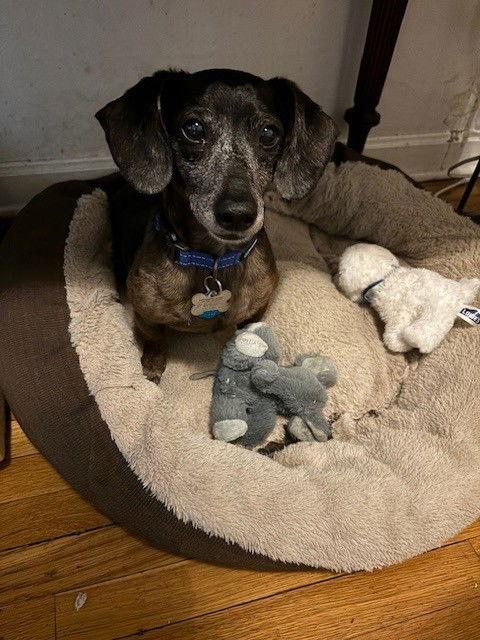 DRUT UTAH JIM, Adopted, Young Male Dachshund.