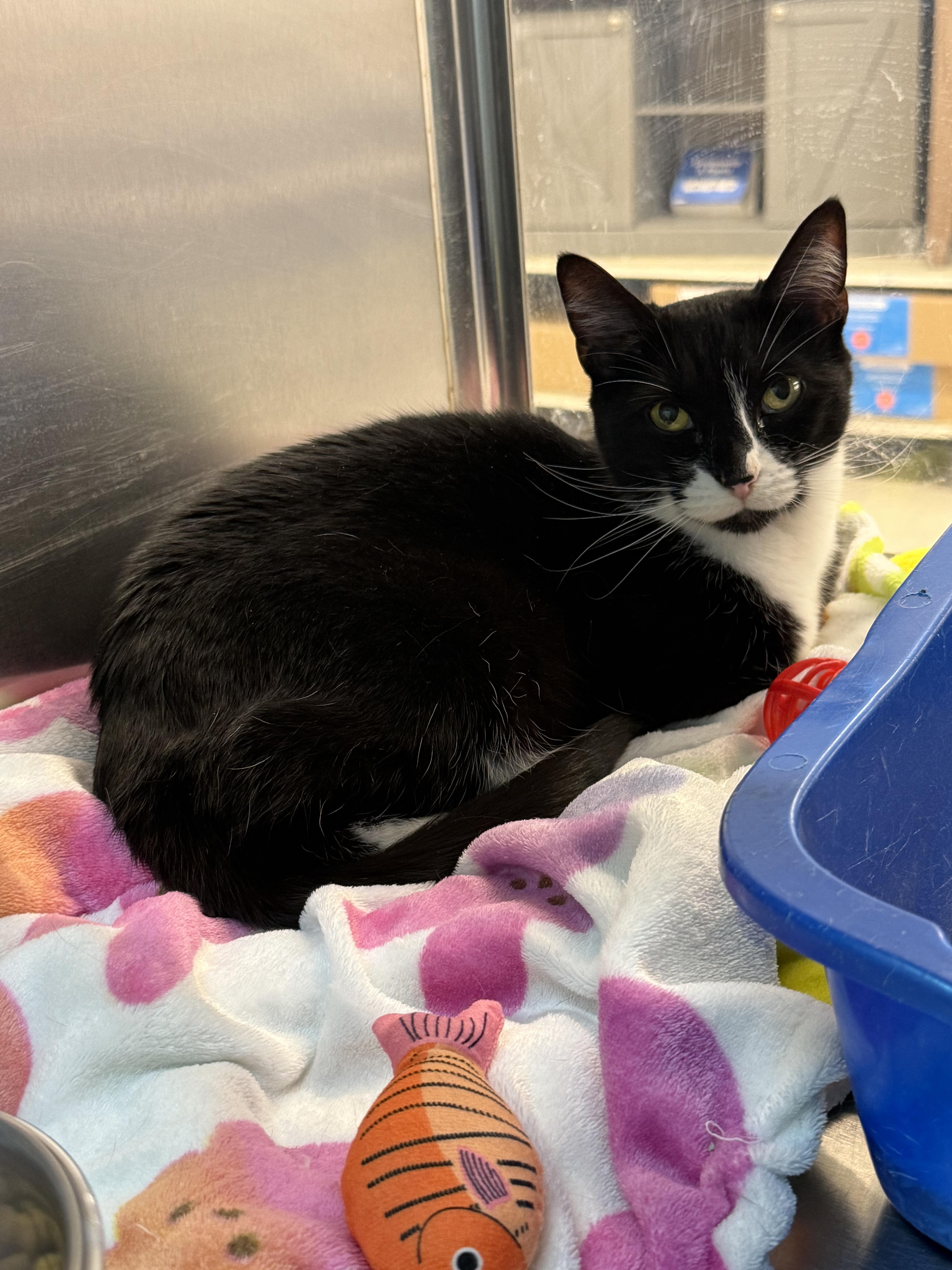 Twiggy, a ADOPTABLE Domestic Short Hair in Cambridge, MA image 5/6