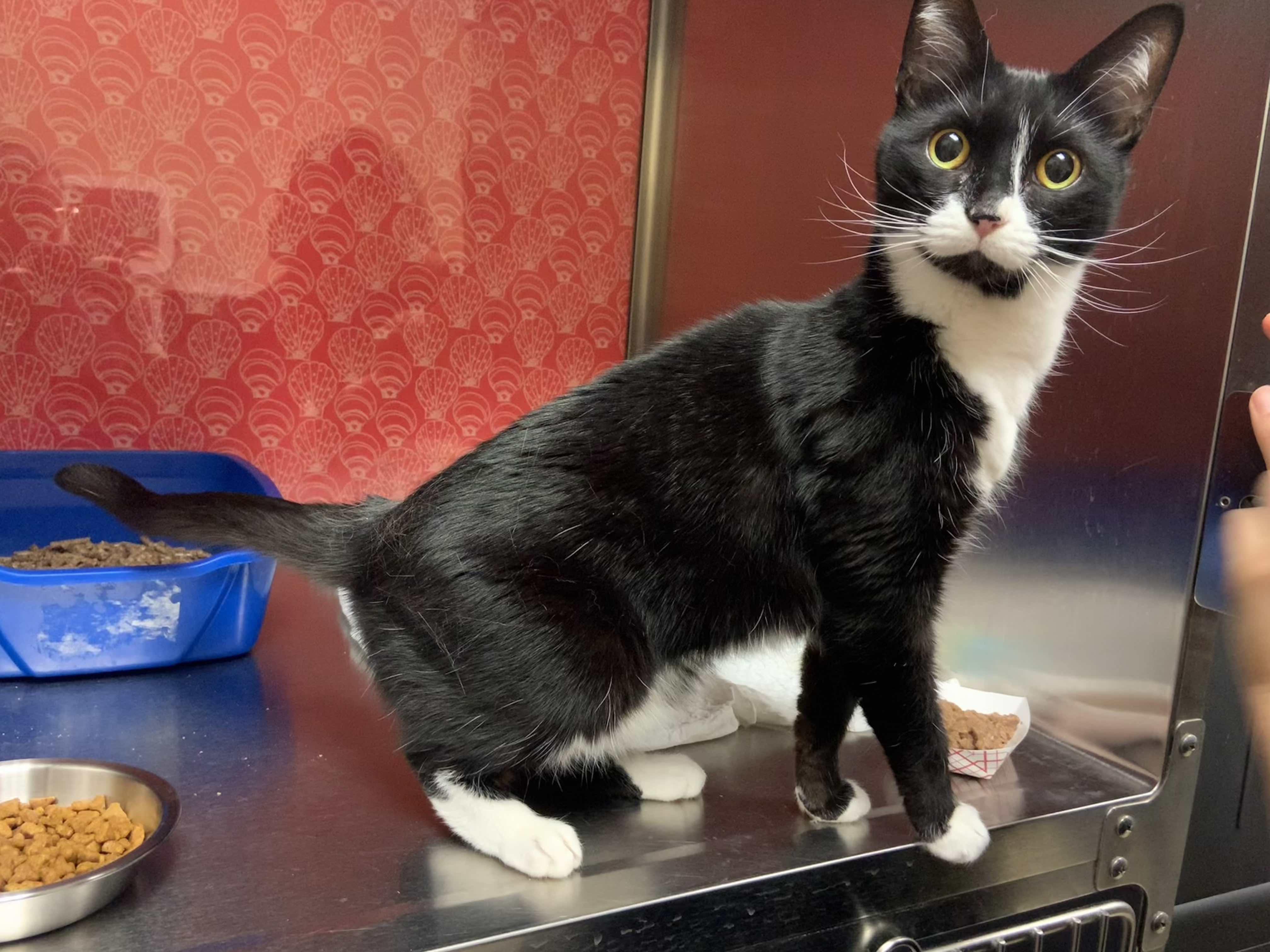 Twiggy, ADOPTABLE, Adult Female Domestic Short Hair.