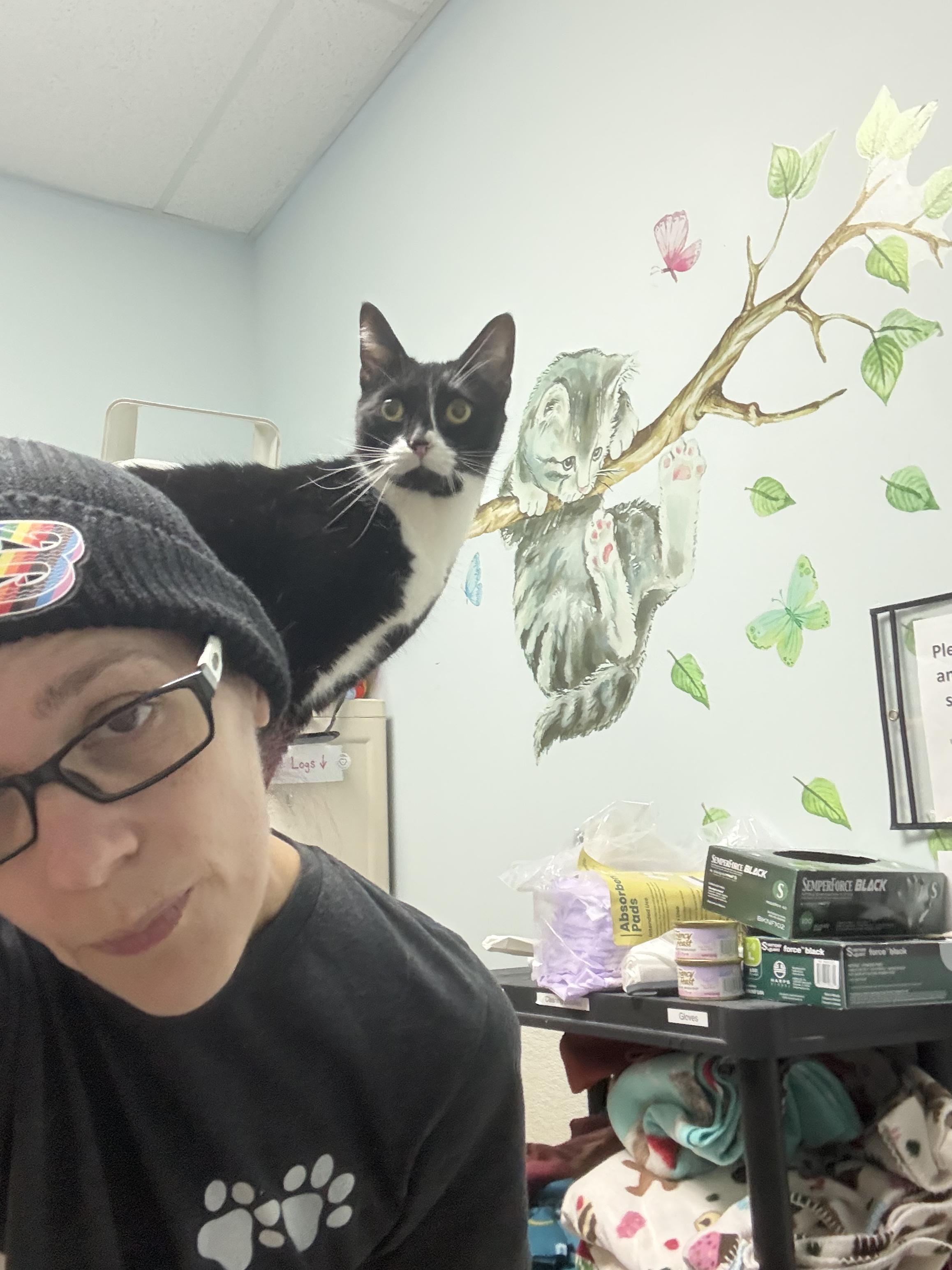 Twiggy, a ADOPTABLE Domestic Short Hair in Cambridge, MA image 6/6