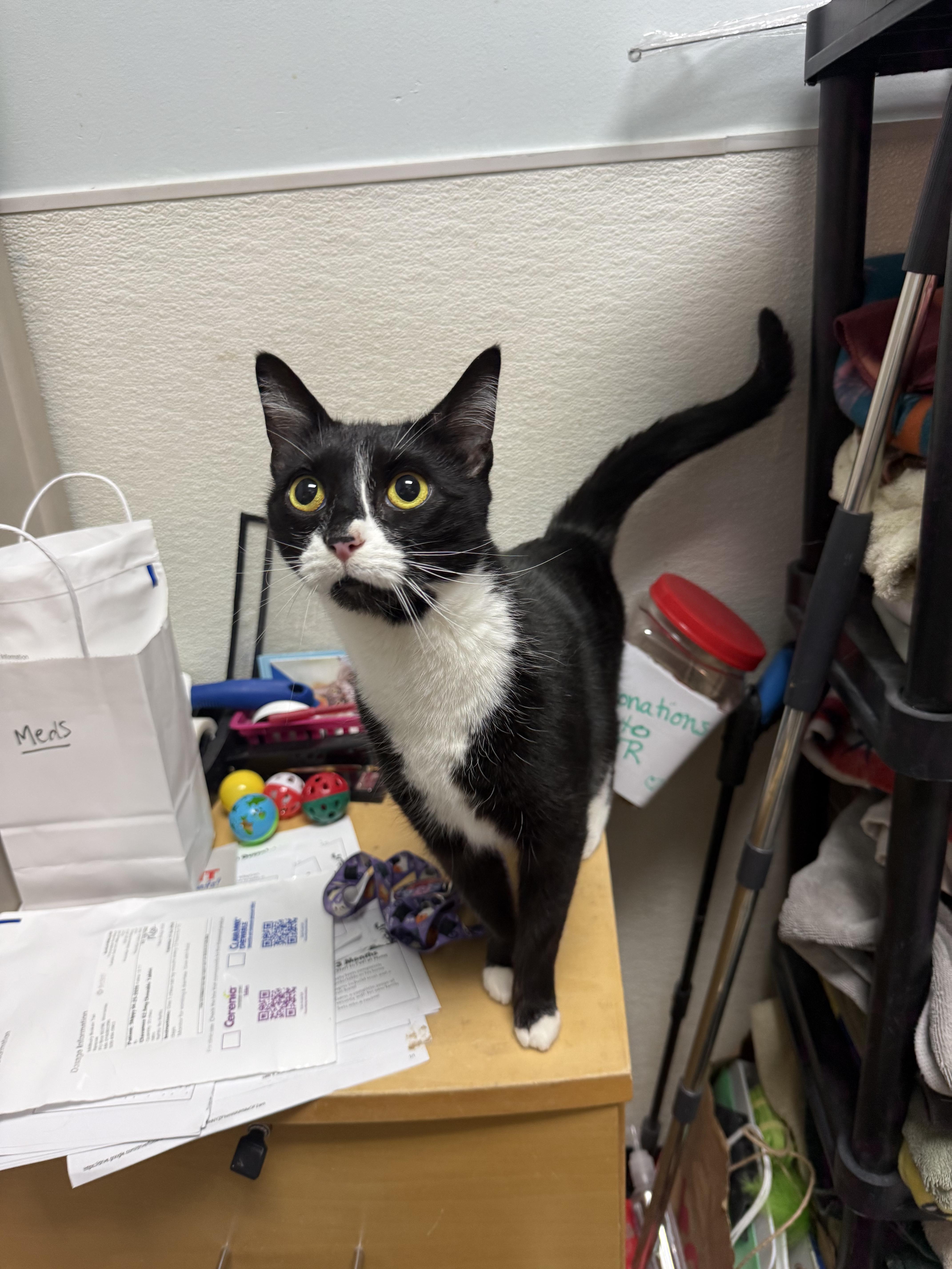 Twiggy, a ADOPTABLE Domestic Short Hair in Cambridge, MA image 4/6