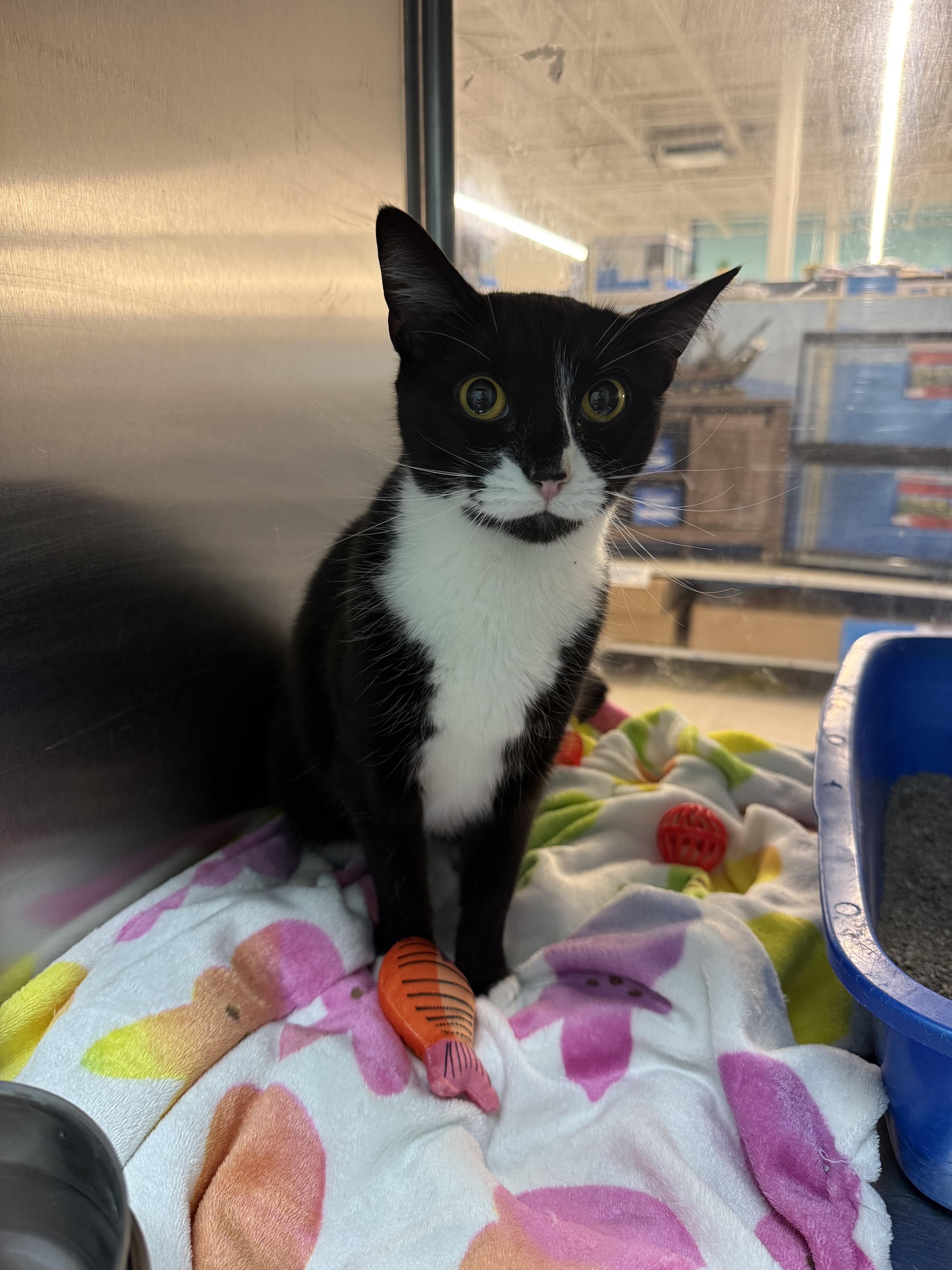 Twiggy, a ADOPTABLE Domestic Short Hair in Cambridge, MA image 3/6