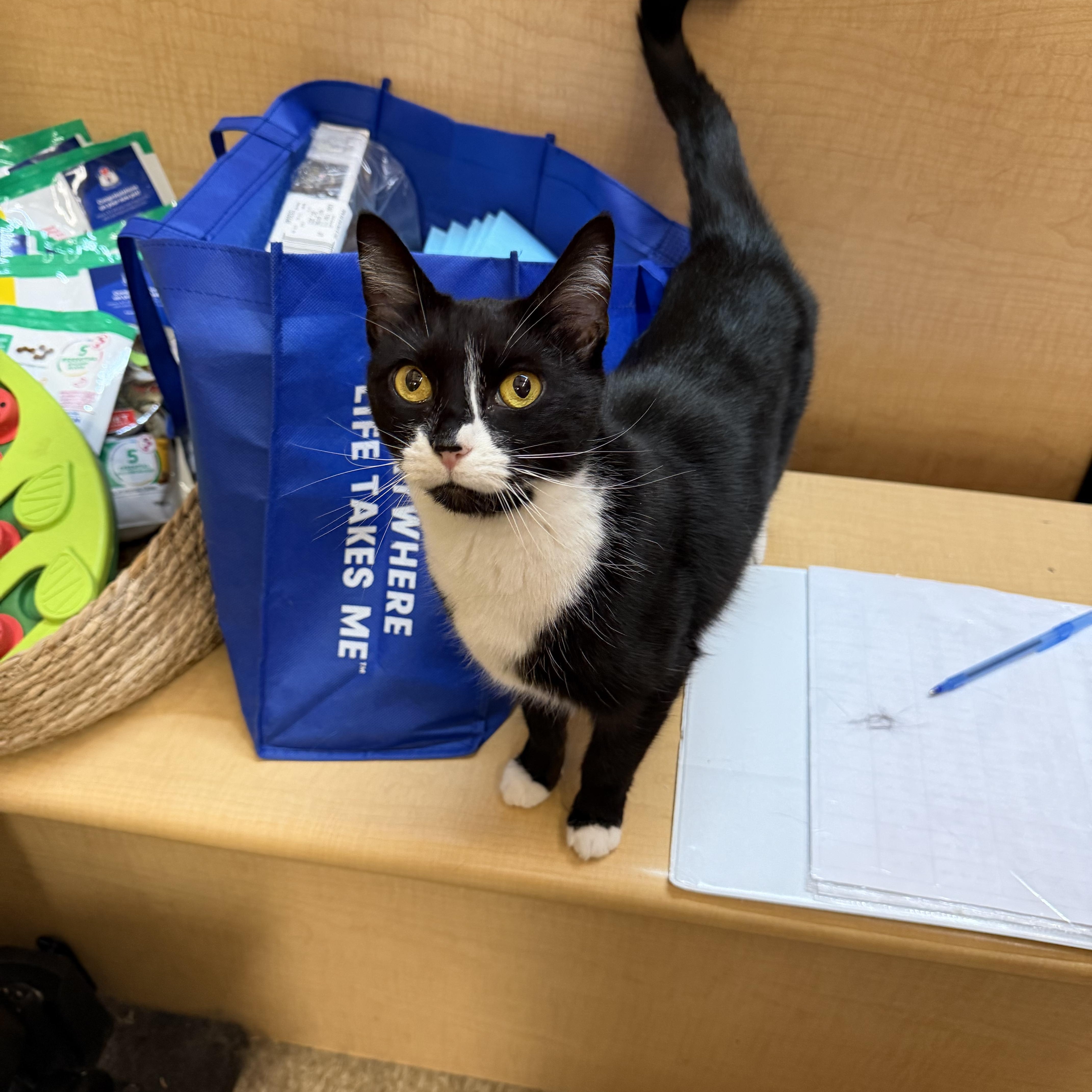 Twiggy, a ADOPTABLE Domestic Short Hair in Cambridge, MA image 2/6