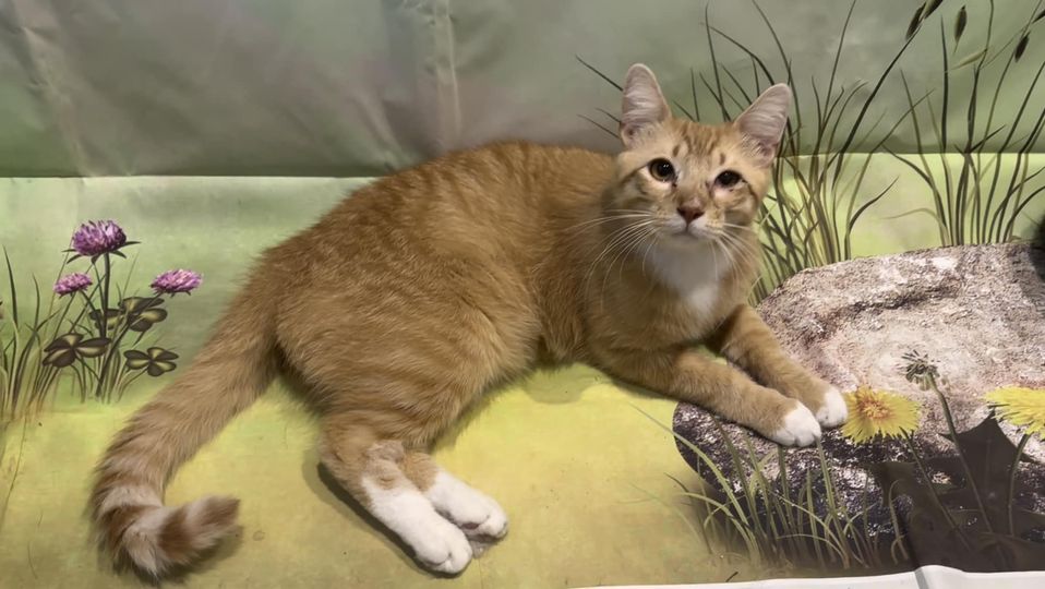 Enlarge Dash, a Adopted Domestic Short Hair in Weatherford, TX image 1/1