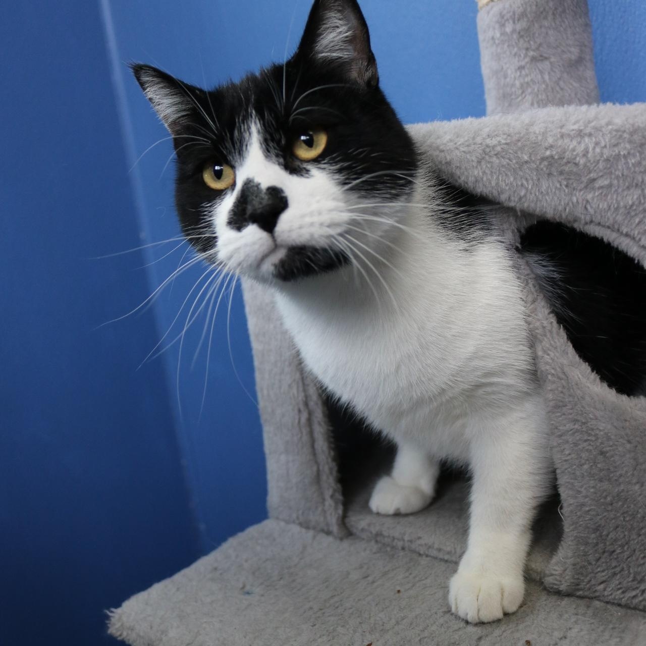 Chester and Oreo (BONDED PAIR), ADOPTABLE, Adult Male Domestic Medium Hair.