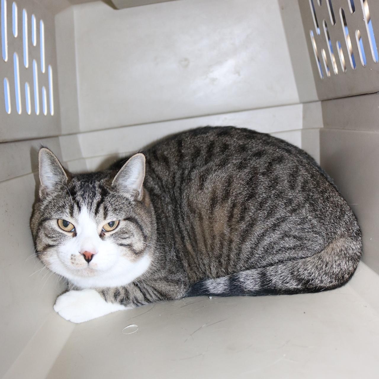 Enlarge Chester and Oreo (BONDED PAIR), a ADOPTABLE Domestic Medium Hair in La Grande, OR image 2/2