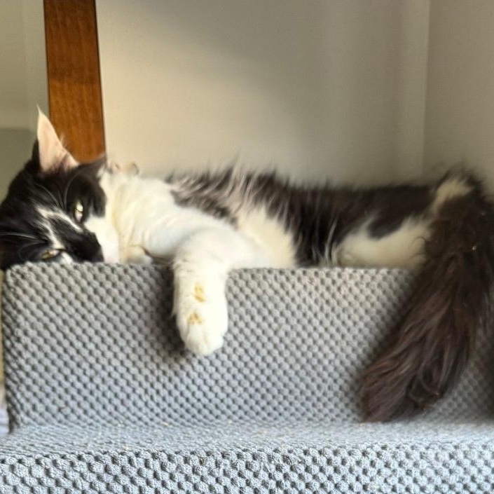 Royal, adopted, Adult Female Domestic Long Hair & Maine Coon.