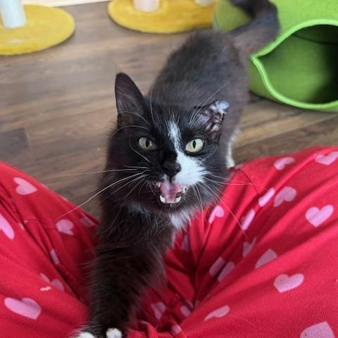 Enlarge Murphie, an adopted Domestic Long Hair in Sweetwater, TN image 2/5