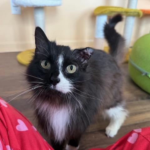 Enlarge Murphie, an adopted Domestic Long Hair in Sweetwater, TN image 3/5