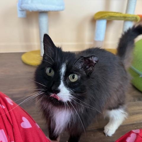 Enlarge Murphie, an adopted Domestic Long Hair in Sweetwater, TN image 5/5