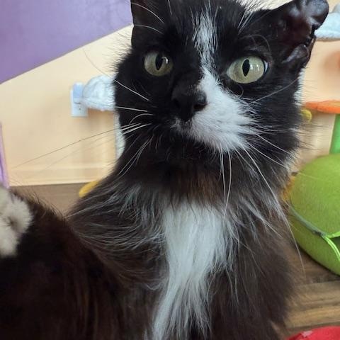 Murphie, adopted, Young Female Domestic Long Hair.