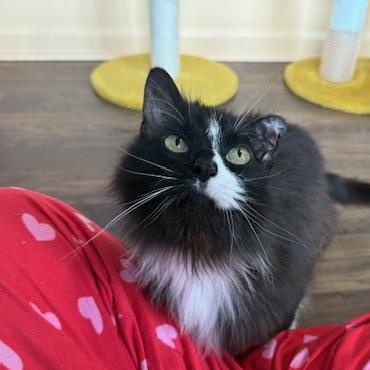 Enlarge Murphie, an adopted Domestic Long Hair in Sweetwater, TN image 4/5