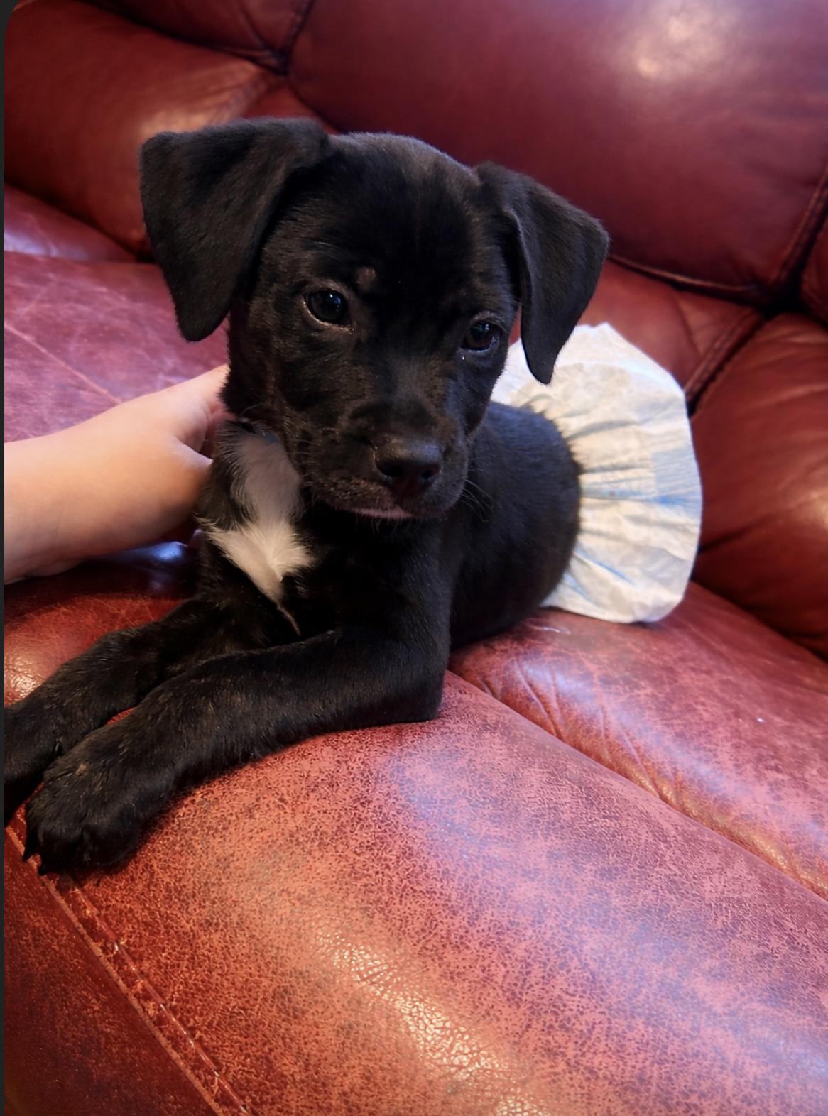 Bolt, a Adoptable mixed breed in Christiansburg, VA image 1/3